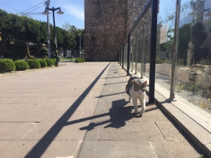 Antalya Valisi Karaloğlu: "Seyahat İzin Belgesi Ve Çok Ciddi Mazereti Bulunmayan Hiç Kimse Antalya’ya Gelmeye Kalkmasın"