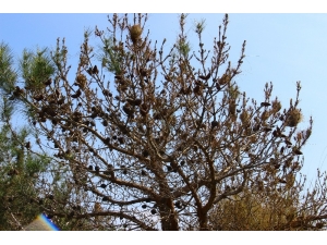 Aydın’da Çam Ormanları Çam Kese Böceği İstilasına Uğradı