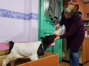 Buzağı Destekleme İşlemlerinde Başvuru Şartı Kalktı