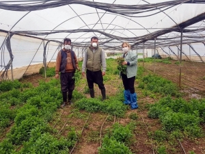 Kilis’te Tarımsal Üretim Devam Ediyor