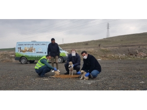Pursaklar Belediyesi Sokak Hayvanlarını Unutmadı