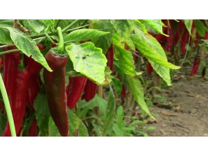 Şifa Deposu Samandağ Biberi Tüketicinin Gözdesi Oldu