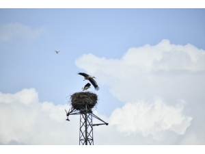 Yuva Var Diye Sökülmeyen Elektrik Direğinin Misafirleri Döndü