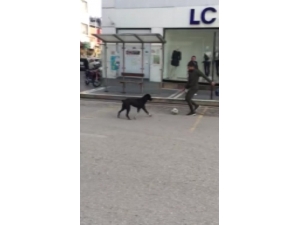 Sokakta Kimseyi Bulamadı, Köpekle Futbol Oynadı