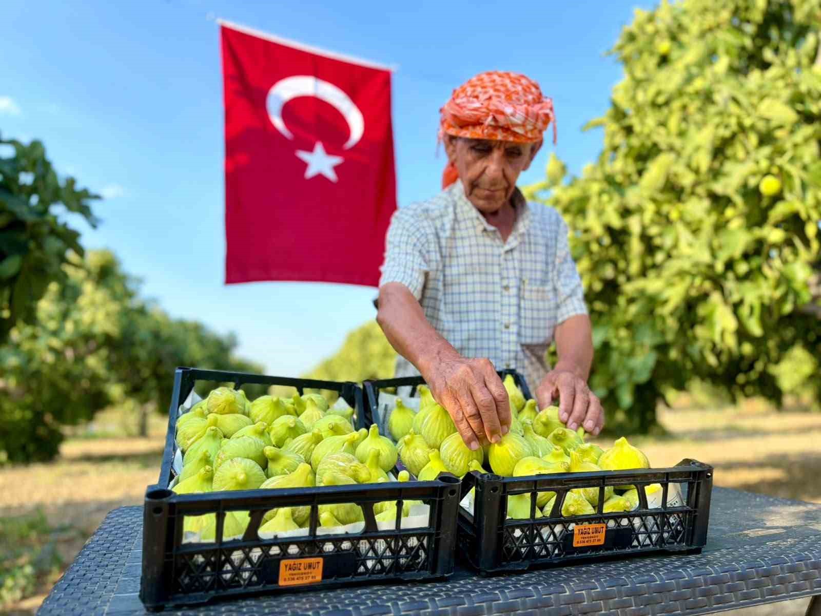 bardacik-incirinde-hasat-heyecani-basladi