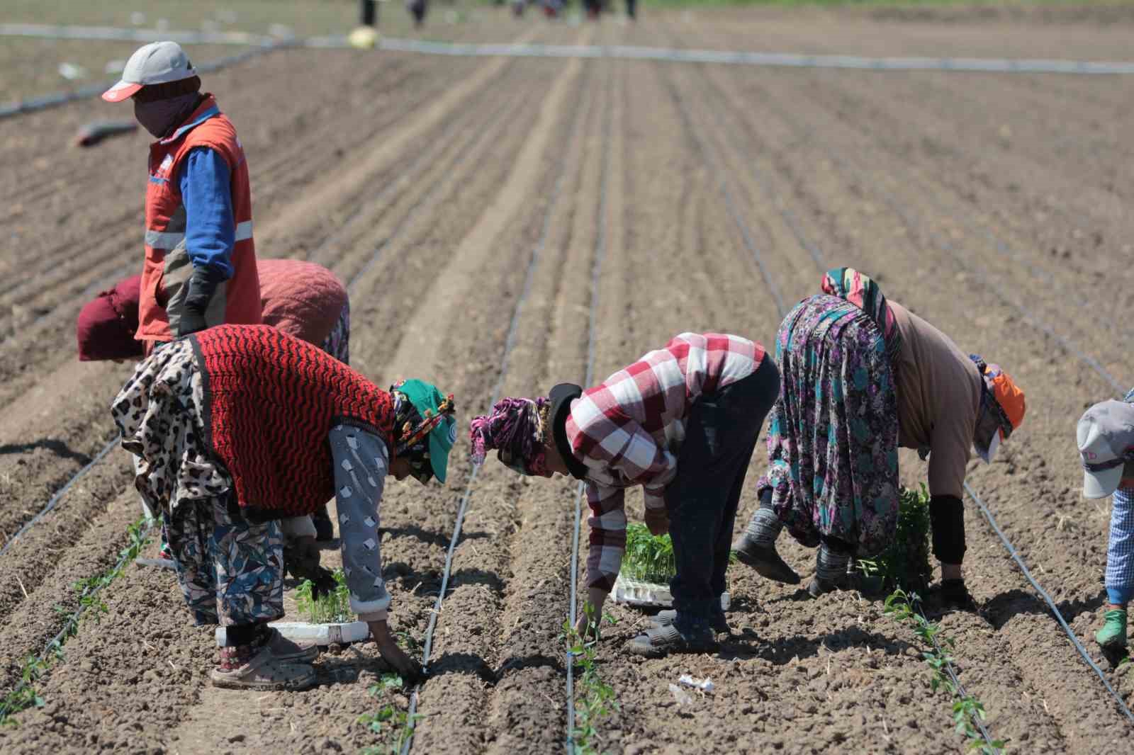 14-salca-fabrikasina-sahip-karacabey-de-domates-sezonu-basliyor