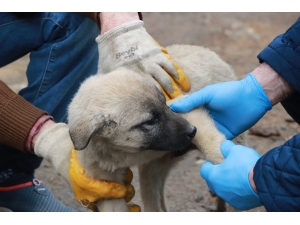 Evinden Çıkamayan Yaşlı Vatandaşın Yaralı Köpeğini Belediye Tedavi Ettirdi