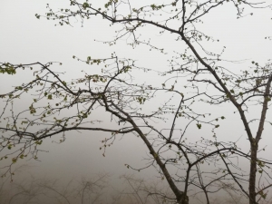 Fındıkta Hasar Tespit Çalışmaları Devam Ediyor