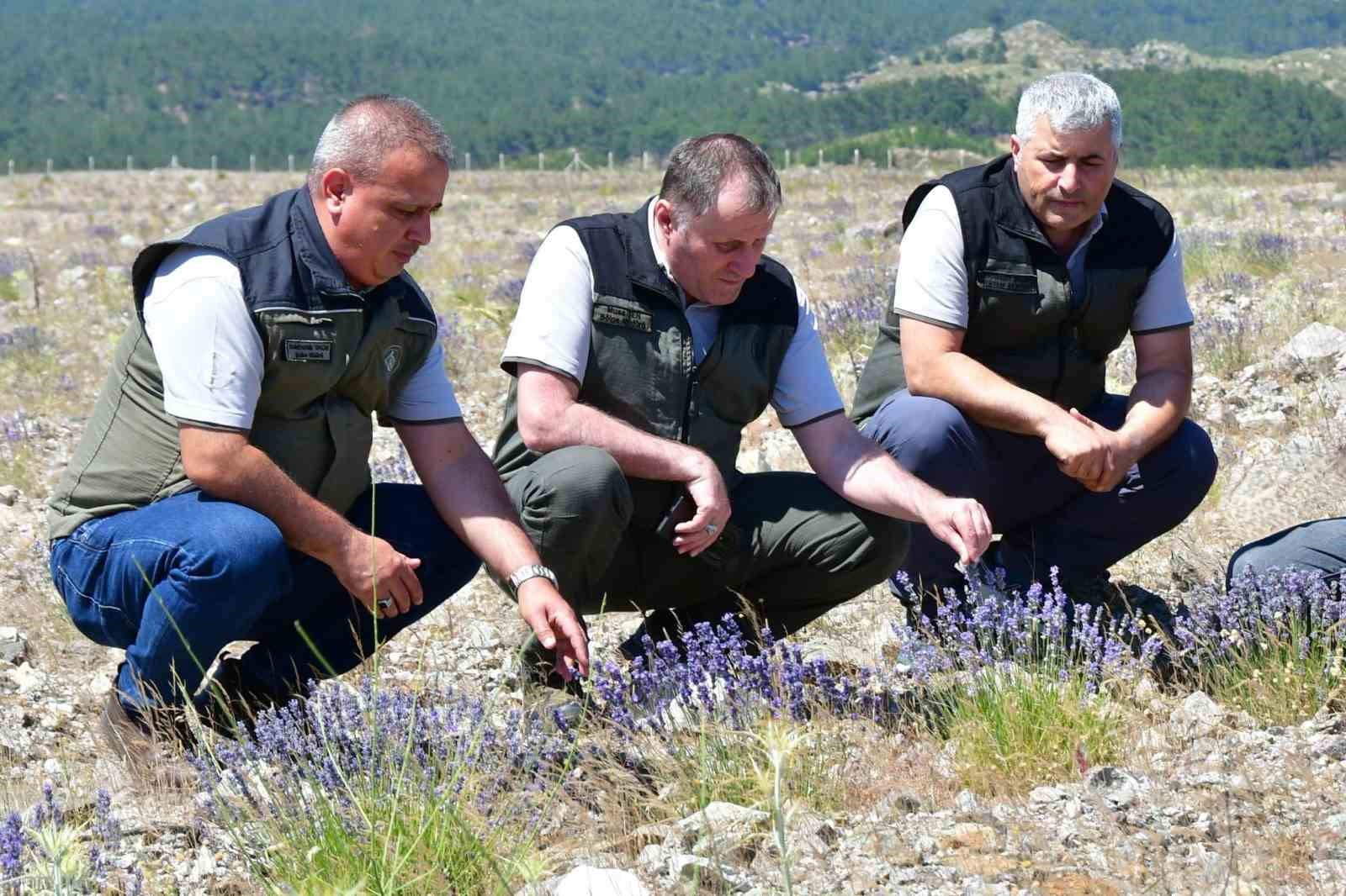 edremit-te-eski-maden-sahasi-lavanta-kokulu-bal-ormanina-donustu