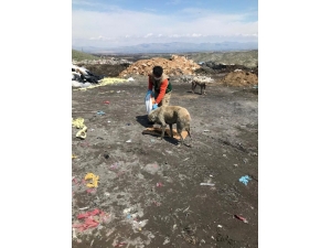 Sokak Hayvanları Unutulmuyor