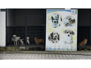 Sokak Hayvanları Da Virüsten Nasibini Aldı