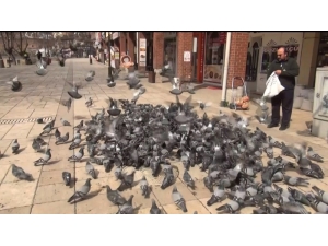 Vatandaş Evden Çıkamayınca Güvercinler Aç Kaldı