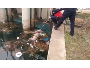 Kanaldaki Köpek Boğulan Arkadaşını Kurtarmaya Çalıştı