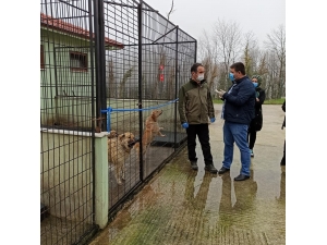 Hayvan Barınağı Denetlendi