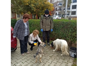 Sokak Hayvanları İçin Mama Dağıtımı Yapıldı