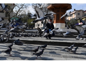 Osmangazi’de Aç Kalan Güvercinler Beslendi
