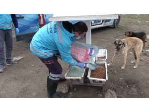 Korona Virüs Covid-19 Salgınında Sokak Hayvanları Unutulmadı