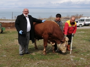 Ahırının Ey Büyük Tosununu Bağışladı