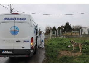 Büyükçekmece’de Sokak Hayvanları Unutulmadı