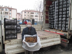 Tarım Şehri Amasya’da Çilek Yetiştiriciliğine Destek