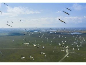 Pelikanlar Eber Gölünde Görüntülendi