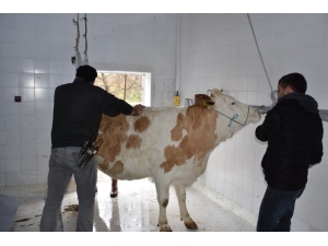 İskilip Belediyesi “Korona Virüs”ün Defi İçin Kurban Kesti