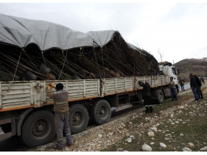 Bin Adet Fidan Tatlısu Köyünde Toprakla Buluşturuldu