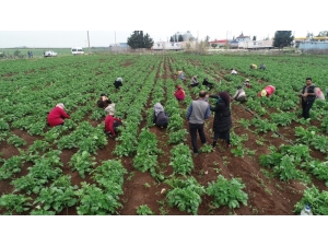 Drone Gören Tarım İşçileri Şaşkına Döndü