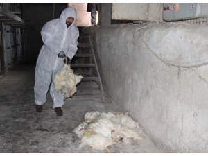 Korona Yumurta Üreticisini De Vurdu, Tavuklar Telef Oluyor