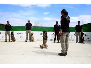 Bu Kez ‘Evde Kal’ Çağrısı, Dedektör Köpeklerden Geldi
