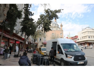 Eğilen Ağaç Tehlike Saçıyor