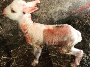 Baharın Habercisi Kuzular Özenle Büyütülüyor