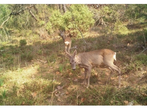 İnsanlar Eve Çekilince Ormanda Daha Fazla Görülmeye Başladılar