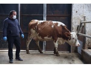 Milli Dayanışma Kampanyası’na Düve Bağışlayarak Destek Verdi