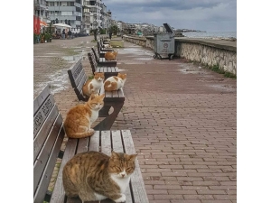 Deniz Kıyıları Kedilere Kaldı