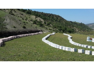 Korona Virüsü Fırsat Bulan Hırsızlar 60 Kovan Arı Çaldı