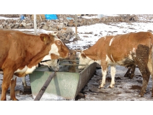 Ardahan’da Hayvan Giriş Çıkışları Yasaklandı