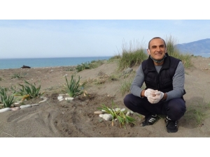 Öğrencilerinden Ayrılan İlkokul Öğretmeni Kum Zambaklarını Kimsesiz Bırakmadı