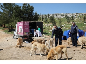 Büyükşehir 4 Nisan Sokak Hayvanları Koruma Günü’nü Unutmadı