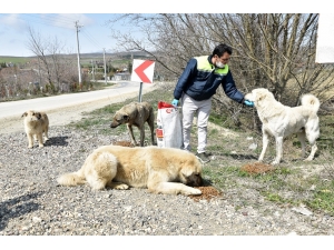 Sokaktaki Canlar Unutulmuyor