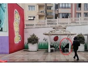 Çocuk Parkındaki Kamelyada Ölü Bulundu