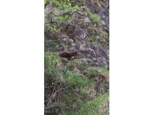 Korona Virüs Yaban Hayatı Da Etkiledi