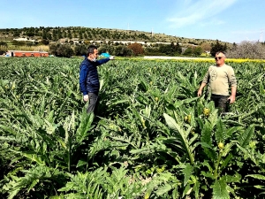 Çeşme’de Sakız Enginarı Bereketi
