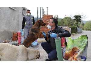 Salgına Rağmen Sokak Hayvanları Unutulmadı