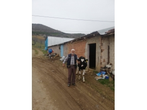 Milli Dayanışma Kampanyası’na Düvesini Bağışladı