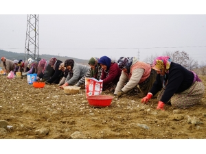 Kastamonu’da 22 Bin Dönüm Alana Sarımsak Ekildi