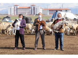 Aksaray’da Tarımsal Ve Hayvansal Üretim Tüm Hızıyla Devam Ediyor
