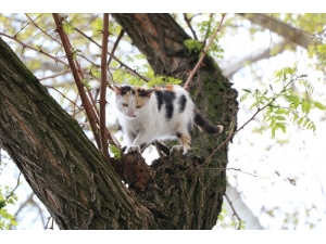 Ağaçta Mahsur Kalan Kediyi İtfaiye Kurtardı
