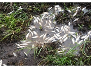 Buğday Tarlasını Basan Sel Sularında Balık Avladılar