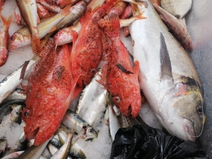 Adrese Teslim Balık